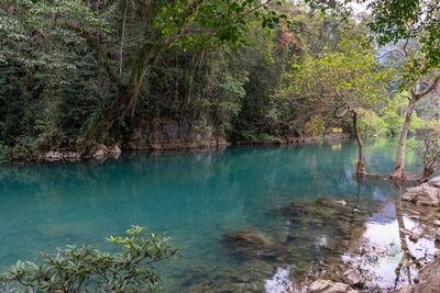Vietnam Photography Lenin Stream Foliage.jpg